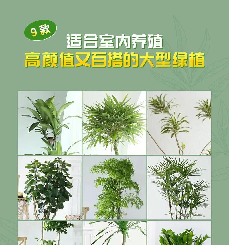 孔雀草室内种植需要注意什么？是否适合室内环境？