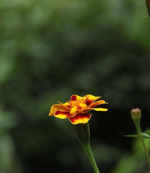 孔雀草插花观赏效果最佳花期是多久？