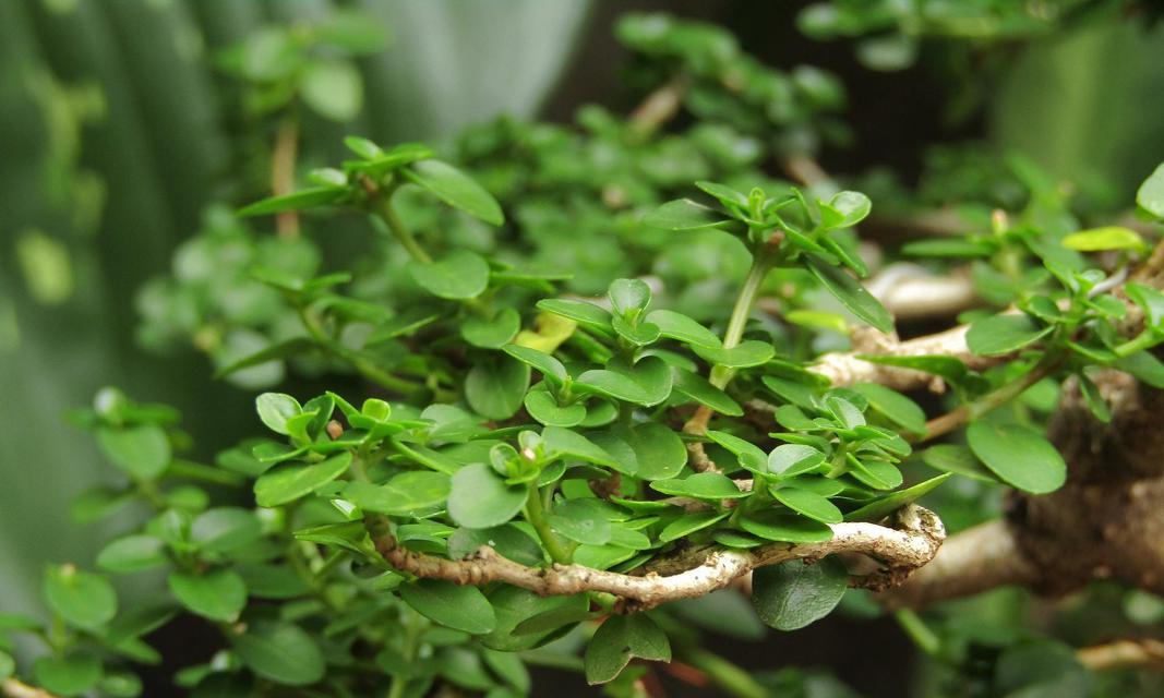 室内耐旱耐阴植物有哪些？如何选择适合的品种？