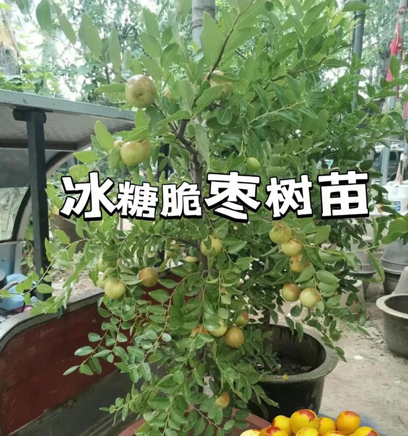 酸枣树盆栽可行吗有无毒性？酸枣树盆栽的安全性如何？