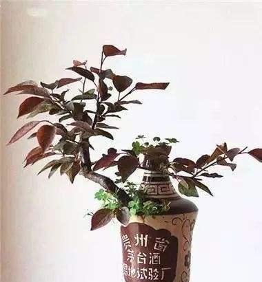 酒瓶做花盆适合使用哪种酒精？如何选择？