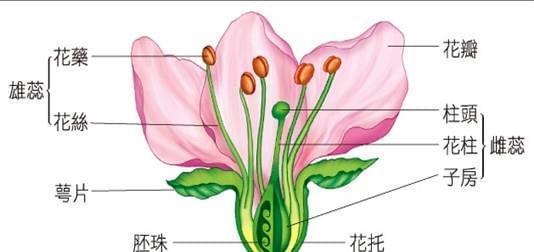 玫瑰花雌蕊在植物学中意义是什么？