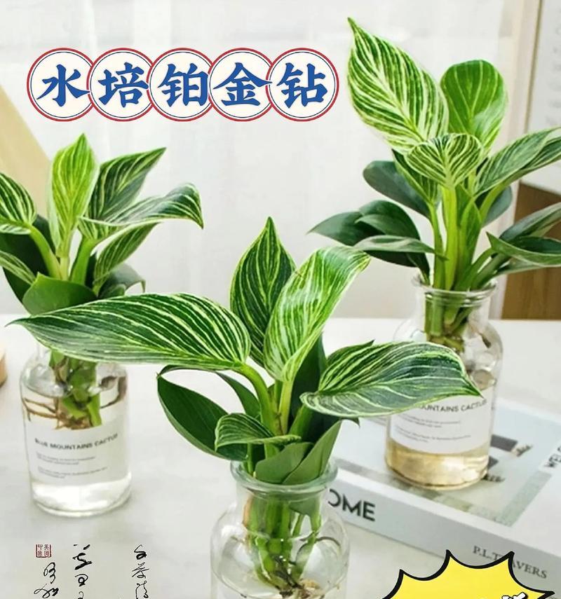 室内喜水植物推荐？哪些既好养又适合？