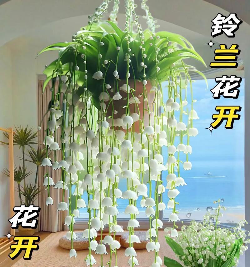 哪些盆栽植物既耐寒又耐热？