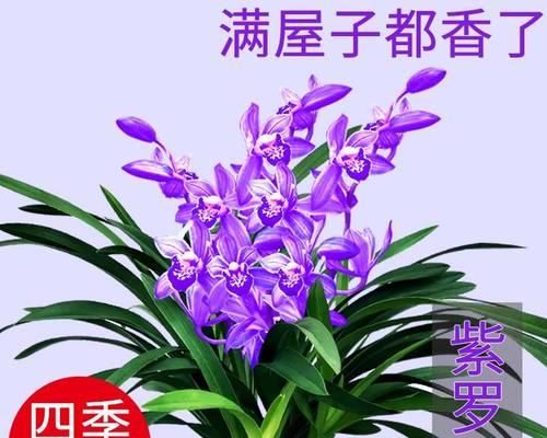 君子兰开花代表什么？家里君子兰开花有什么特别含义？