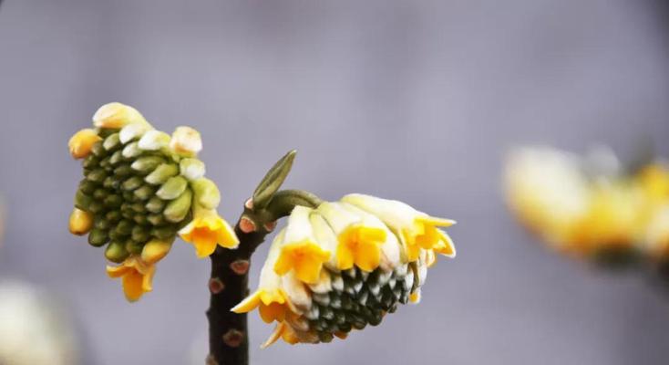 结香花花语是什么？了解结香花的象征意义和用途？