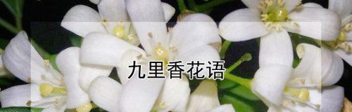 九里香的花语是什么？九里香花语背后的含义是什么？