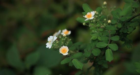 荼蘼花的花语是什么？荼蘼花的花语有哪些含义？