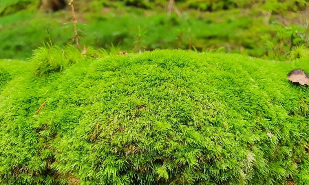 国家保护植物有哪些？如何识别和保护这些珍稀植物？