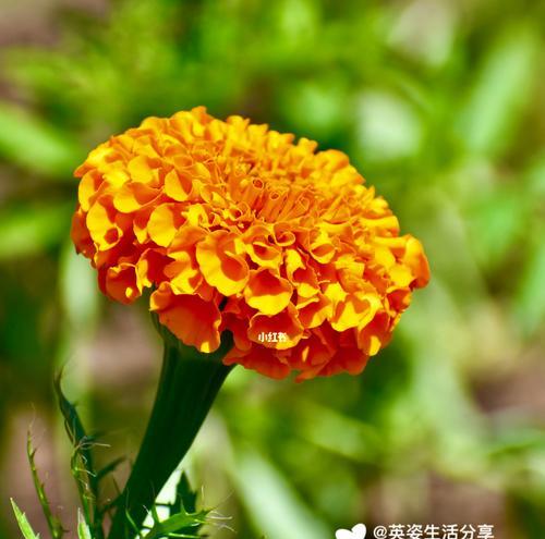 万寿菊花语代表什么含义？如何正确解读万寿菊的花语？