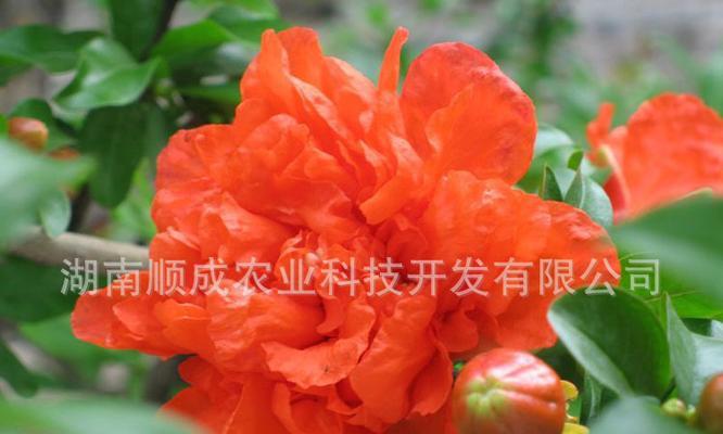 果石榴和花石榴树有什么区别？如何区分它们？