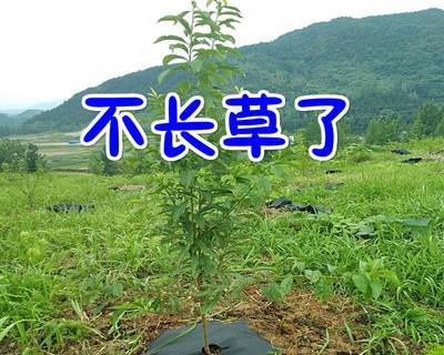 果树草是什么草？果树草的特性及用途是什么？