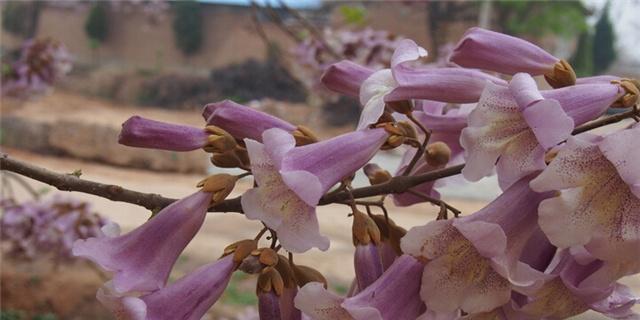 梧桐花的花语是什么？如何正确解读梧桐花的含义？