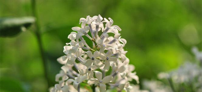 五瓣丁香花代表什么含义？五瓣丁香花的花语有哪些？