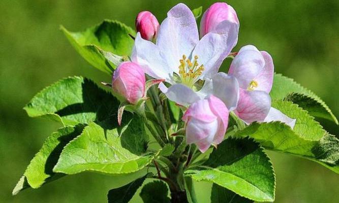 果树几年开花结果？如何正确管理以促进早期结果？