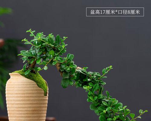 c施什么肥最好？植物生长的肥料选择指南