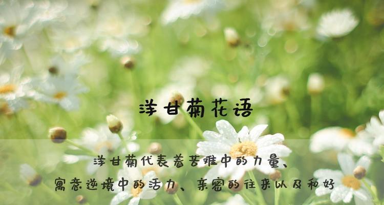 洋甘菊的花语是什么？它在花语文化中代表了哪些意义？