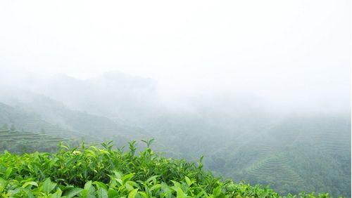 阿里山茶属于什么茶？它有哪些独特属性和特点？