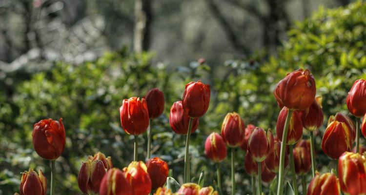 野生郁金香花语贞操是什么意思？如何正确理解？