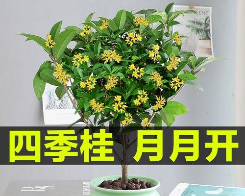 桂花盆栽冬天怎么养护？有哪些注意事项和技巧？