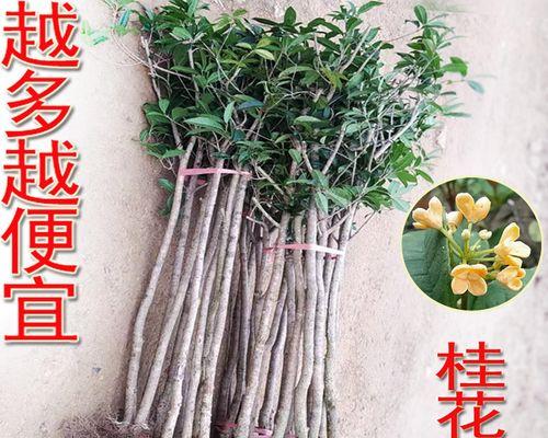 桂花是常绿植物吗？了解桂花的生长特性与养护要点