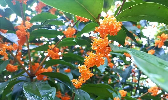 桂花是常绿植物吗？了解桂花的生长特性与养护要点