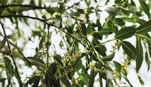 桂花是单性花吗？如何区分桂花的性别特征？