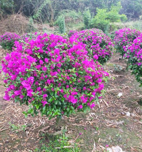 桂花是完全花吗？了解桂花的花结构特点