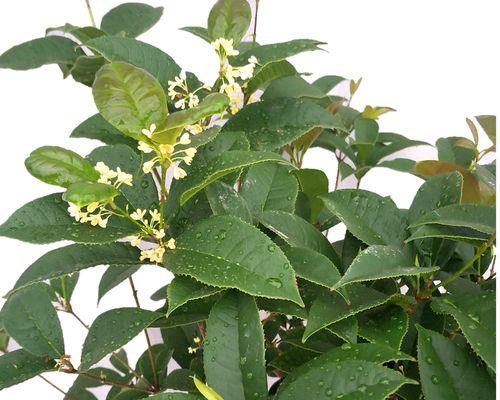 桂花种植土壤选择指南：哪种土壤最适合桂花生长？