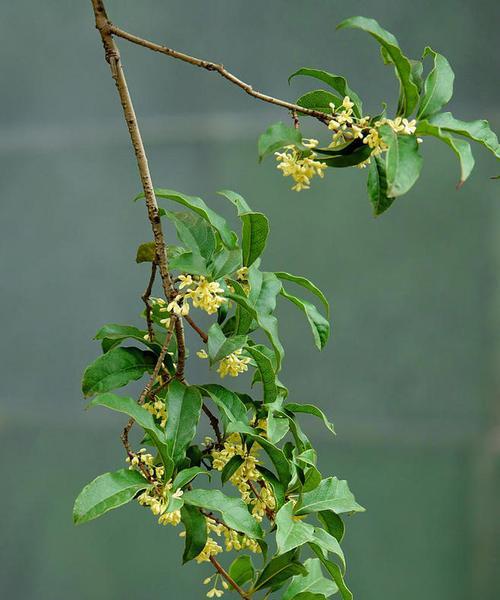 桂花树冬天开花吗？如何确保冬季正常开花？