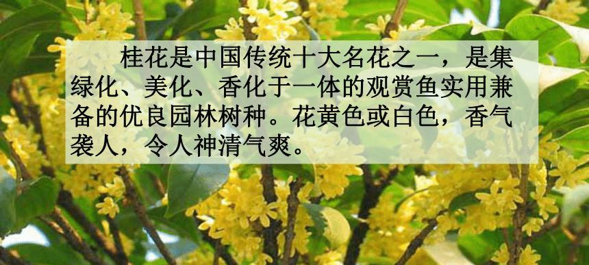 桂花树多久浇一次水？如何正确浇水保持健康生长？