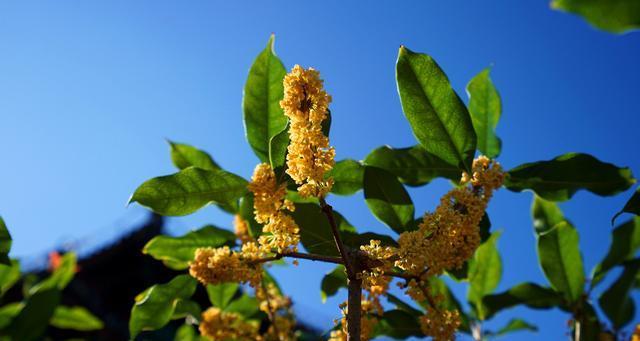 桂花树会结果实吗？如何促进桂花树结果？