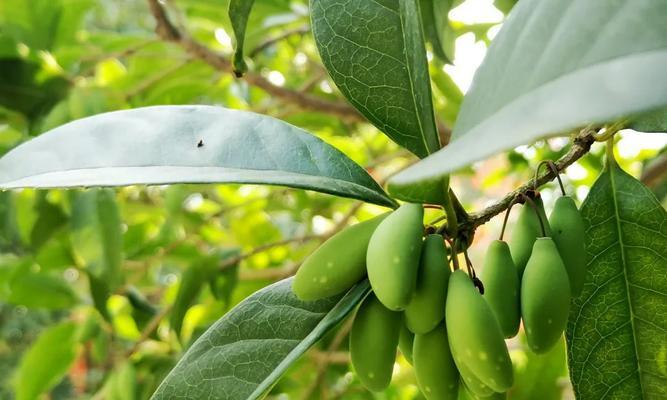 桂花树会结果实吗？如何促进桂花树结果？