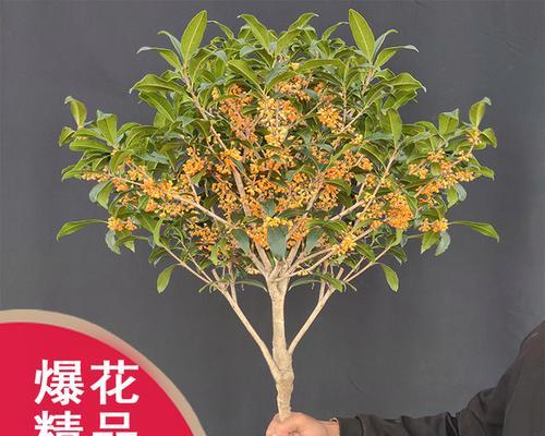 桂花树种植和移栽的最佳时间是什么时候？