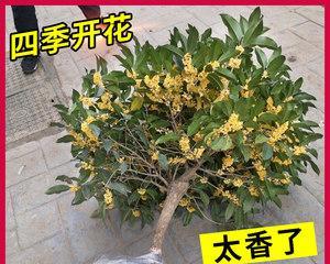 桂花树耐寒多少度？如何在寒冷地区种植桂花树？