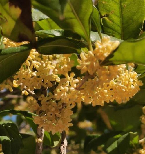 桂花树耐寒多少度？如何在寒冷地区种植桂花树？