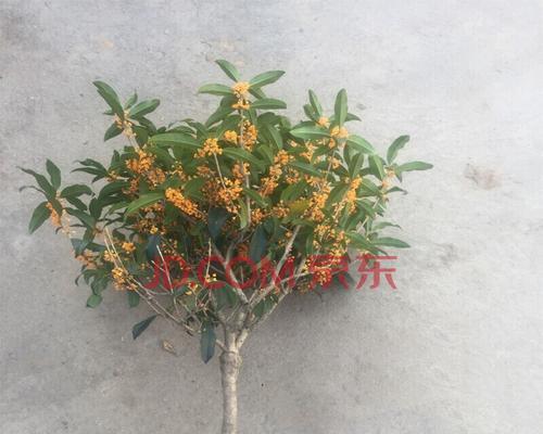 桂花树耐寒多少度？如何在寒冷地区种植桂花树？