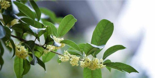 桂花树属于被子植物吗？它的分类特征是什么？