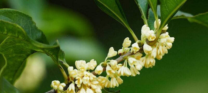 桂花树一年开几次花？如何正确养护以促进花期？