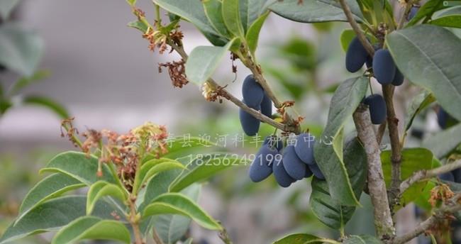 桂花树种子可以吃吗？食用桂花种子的安全性和方法是什么？