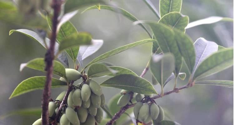 桂花树种子怎么种植？种植过程中的常见问题有哪些？