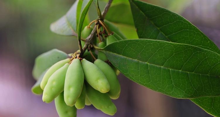 桂花种子能吃吗？食用桂花种子的安全性和方法是什么？