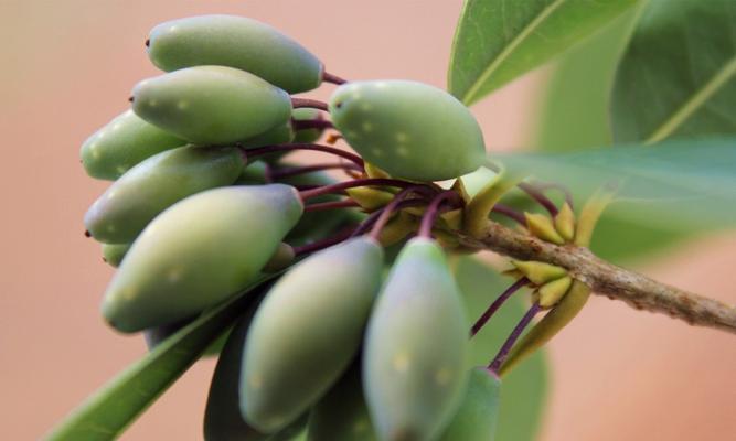 桂花籽可以种吗？如何正确种植桂花籽？