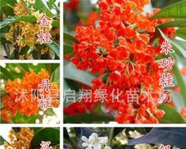 桂花籽可以种吗？如何正确种植桂花籽？