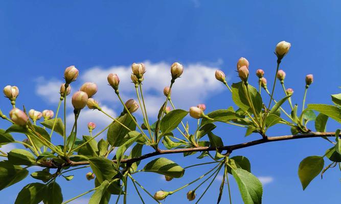 果树开花时浇水需要注意什么？会影响开花结果吗？