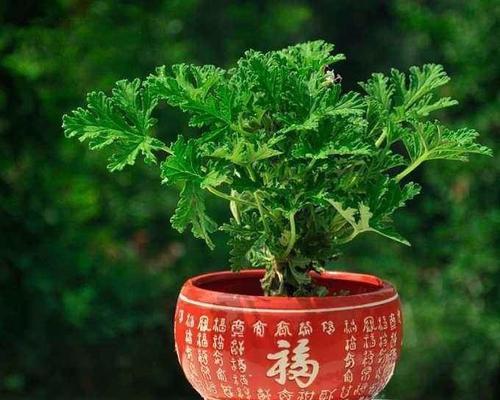 过道适合摆放哪些风水植物？如何选择以增强家居好运？