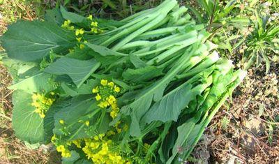 过完年适合种什么菜？春季蔬菜种植指南有哪些？