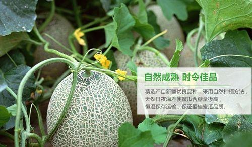 哈密瓜是哪里的特产？新疆哈密瓜的独特之处是什么？