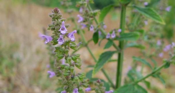 蛤蟆草会开花吗？开花时是什么样的？