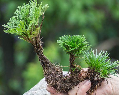 还魂草生长在什么地方？如何识别和利用这种神奇植物？